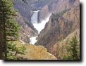 good_yellowstone.JPG (8758 bytes)