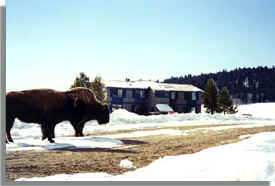 Yellowstone Village.Bison.Winter.Drop.JPG (17918 bytes)