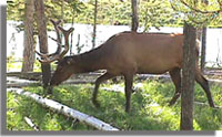 Wildlife.Elk.Drop.JPG (18049 bytes)